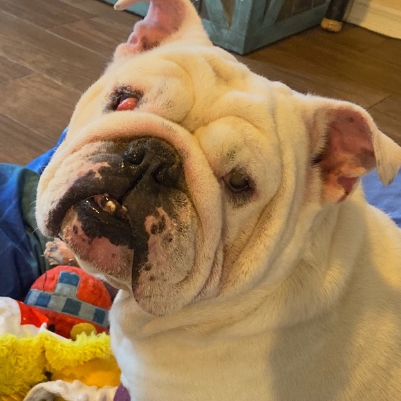 Meet your Posher, Christopher - Picture 1 of 1